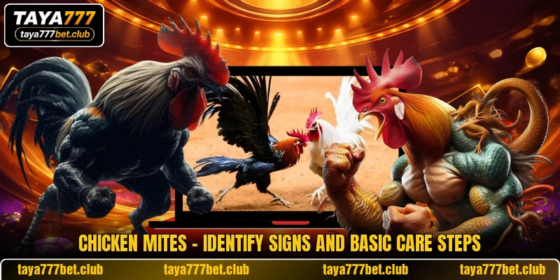 Chicken Mites - Identify Signs And Basic Care Steps