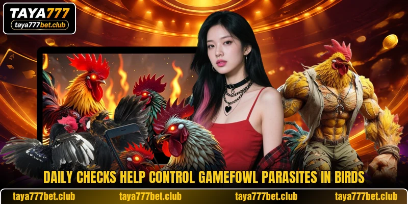 Daily checks help control Gamefowl Parasites in birds Daily checks help control Gamefowl Parasites in birds